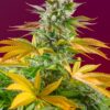 Buy Gorilla Girl F1 FAST Feminized Seeds by Sweet Seeds in America