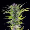 Buy Green Gelato Feminized Seeds by Royal Queen Seeds in America - Image 2