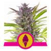 Buy Green Gelato Feminized Seeds by Royal Queen Seeds in America