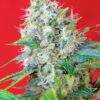 Buy Green Poison Feminized Seeds by Sweet Seeds in America