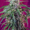 Buy Green Poison Auto Feminized Seeds by Sweet Seeds in America