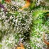 Buy Green Poison F1 FAST Version Feminized Seeds by Sweet Seeds in America - Image 2