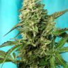 Buy Green Poison F1 FAST Version Feminized Seeds by Sweet Seeds in America