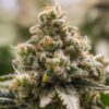 Buy Green Crack Punch Feminized Seeds by Royal Queen Seeds in America - Image 2