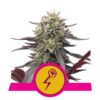 Buy Green Crack Punch Feminized Seeds by Royal Queen Seeds in America
