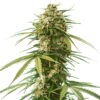 Gushers Feminized Seeds