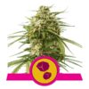 Gushers Feminized Seeds