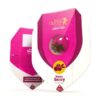 Buy Haze Berry Feminized Seeds by Royal Queen Seeds in America - Image 2