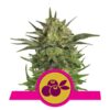 Buy Haze Berry Feminized Seeds by Royal Queen Seeds in America