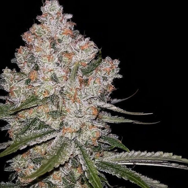 Hazy Voyage Feminized Seeds