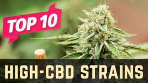 Top 10 High-CBD Weed Strains