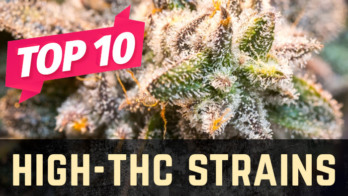 Top 10 High-THC Weed Strains