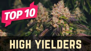 Top 10 High Yield Weed Strains