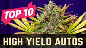 Top 10 High Yield Autoflower Strains
