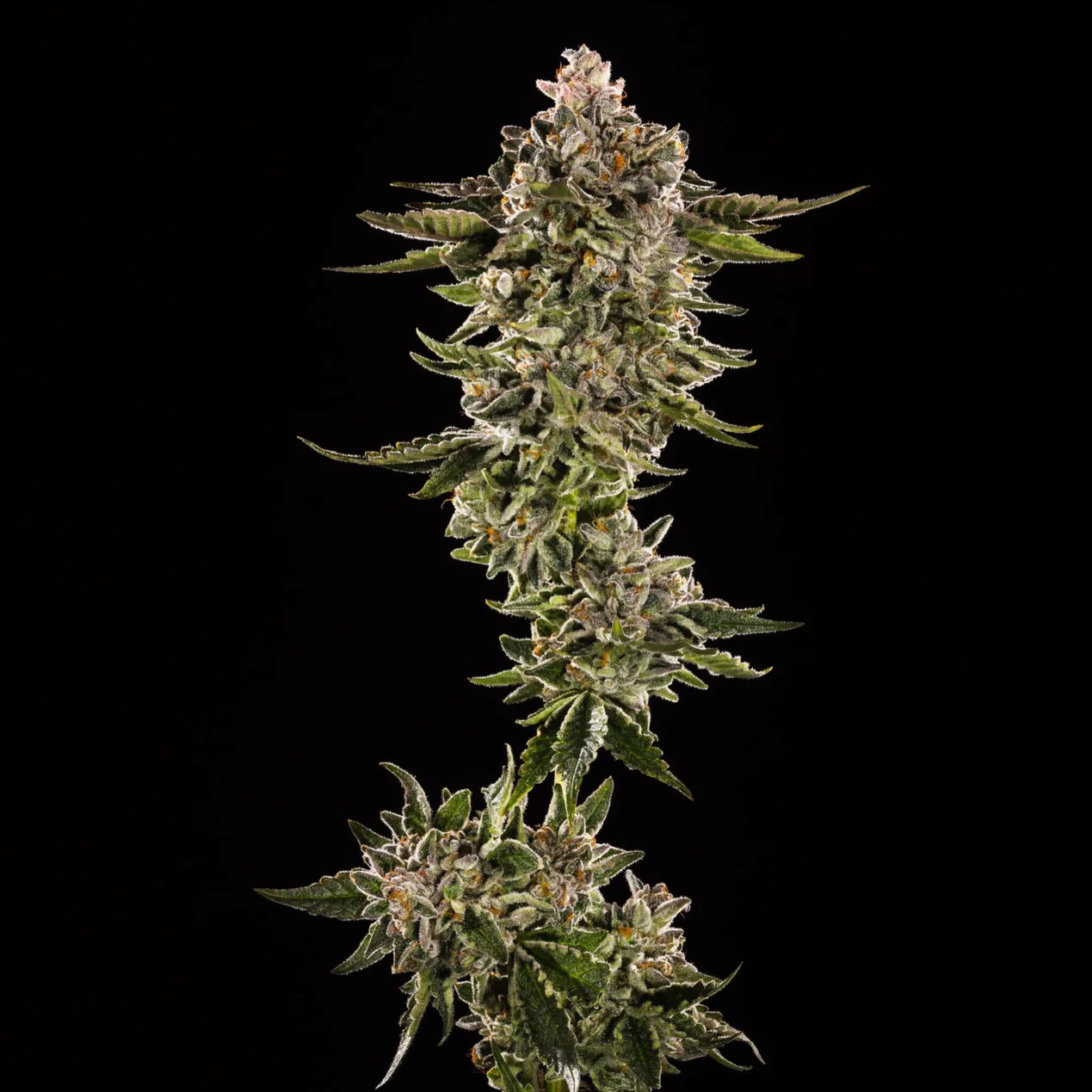 Buy Honey Bird Feminized Seeds By Trilogene Seeds In America - Stellar ...