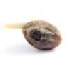 Buy Honey Cream FAST Version Feminized Seeds by Royal Queen Seeds in America - Image 2