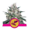 Buy Honey Cream FAST Version Feminized Seeds by Royal Queen Seeds in America