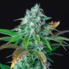 Buy HulkBerry Feminized Seeds by Royal Queen Seeds in America - Image 2