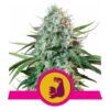 Buy HulkBerry Feminized Seeds by Royal Queen Seeds in America