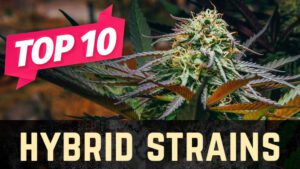 Top 10 Hybrid Weed Strains