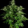 Hyperion F1 Auto Feminized Seeds