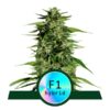 Hyperion F1 Auto Feminized Seeds