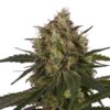 Buy Ice Feminized Seeds by Royal Queen Seeds in America - Image 2
