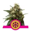 Buy Ice Feminized Seeds by Royal Queen Seeds in America