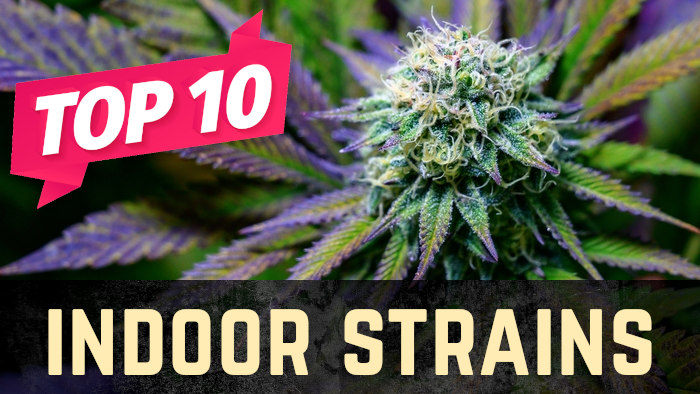 Top 10 Indoor Weed Strains