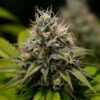 Buy Kali Dog Feminized Seeds by Royal Queen Seeds in America - Image 2