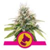 Buy Kali Dog Feminized Seeds by Royal Queen Seeds in America