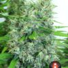 Kali Mist Feminized Seeds
