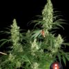 Kali Mist Feminized Seeds