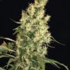 Kali Mist Feminized Seeds