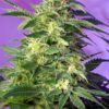 Buy Killer Kush Auto Feminized Seeds by Sweet Seeds in America
