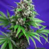 Buy Killer Kush F1 FAST Version Feminized Seeds by Sweet Seeds in America