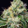 Buy Killer Kush F1 FAST Version Feminized Seeds by Sweet Seeds in America - Image 2