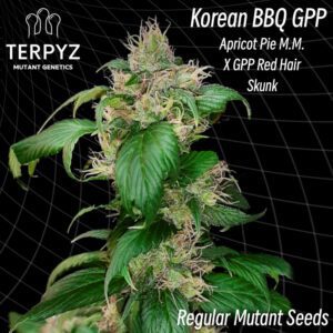 Korean BBQ GPP Regular Seeds