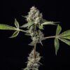 Kosher Afghan Kush Regular Seeds