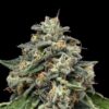 Kosher Afghan Kush Regular Seeds