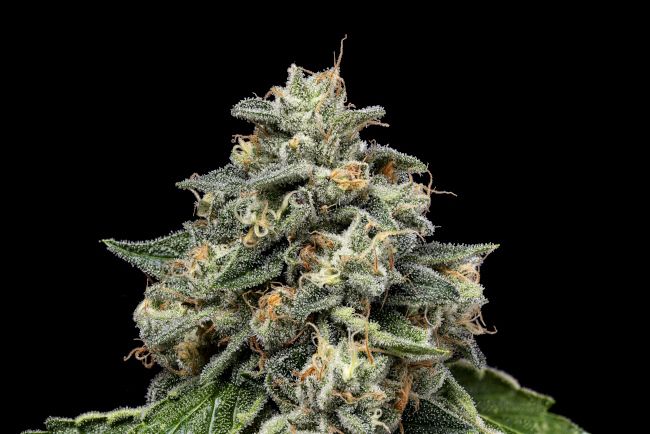 Kosher Afghan Kush Regular Seeds