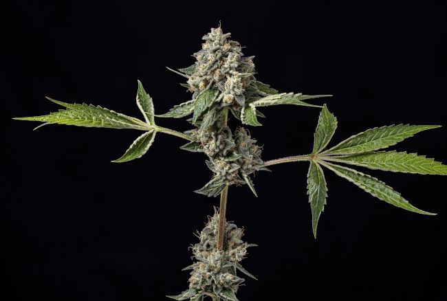 Kosher Afghan Kush Regular Seeds