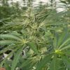 Latte Lato Feminized Seeds