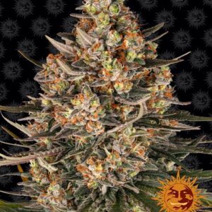 Lemon Drizzle Feminized Seeds