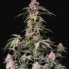 Buy Amnesia Zkittlez Auto Feminized Seeds by FastBuds in America