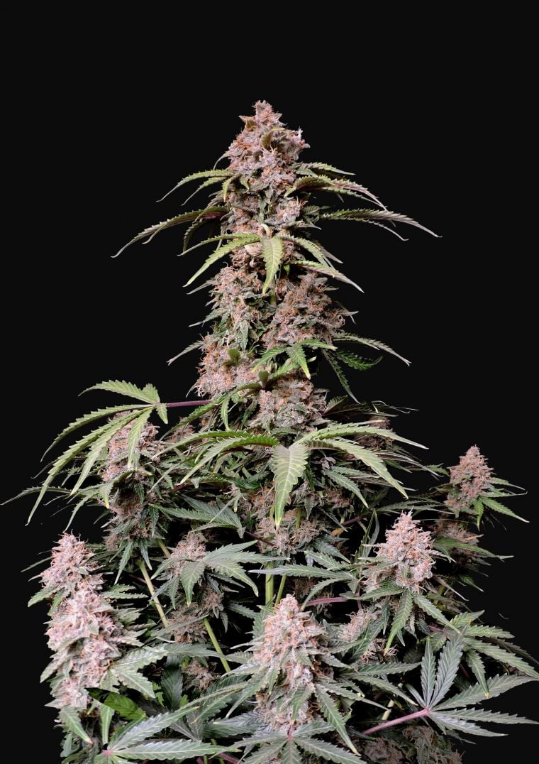 Buy Amnesia Zkittlez Auto Feminized Seeds by FastBuds in America