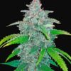Buy Blue Dream Auto Feminized Seeds by FastBuds in America