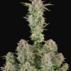 Buy Bruce Banner Auto Feminized Seeds by FastBuds in America