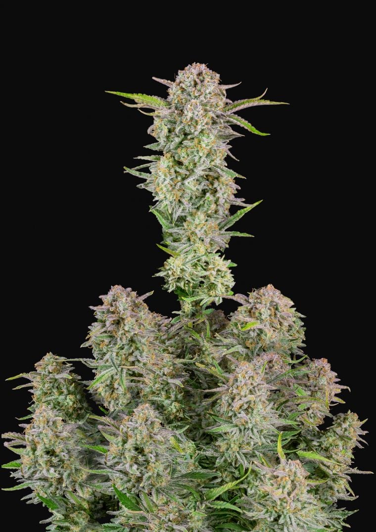 Buy Bruce Banner Auto Feminized Seeds by FastBuds in America