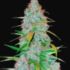 Buy Californian Snow Auto Feminized Seeds by FastBuds in America